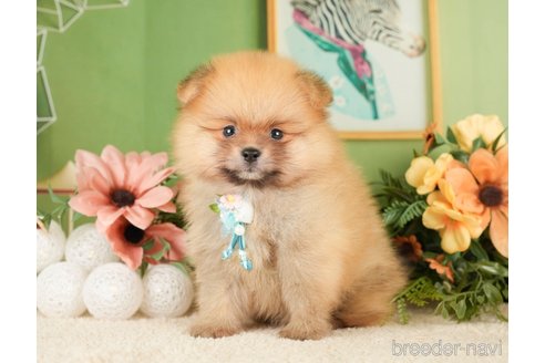 成約済の神奈川県のポメラニアン-276249の8枚目