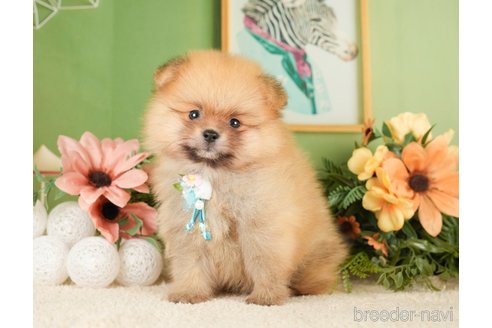 成約済の神奈川県のポメラニアン-276249の9枚目