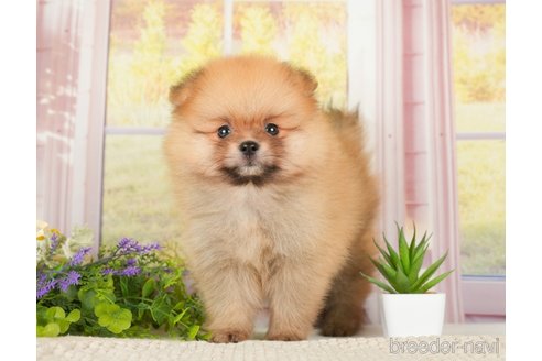 成約済の神奈川県のポメラニアン-276249の3枚目