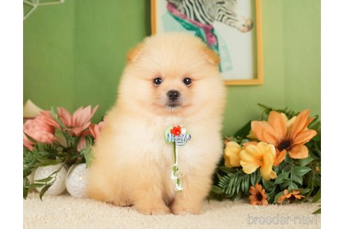 成約済の神奈川県のポメラニアン-276250の22枚目