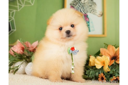 成約済の神奈川県のポメラニアン-276250の25枚目