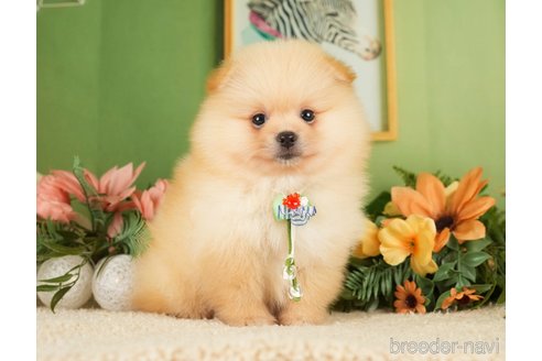 成約済の神奈川県のポメラニアン-276250の23枚目