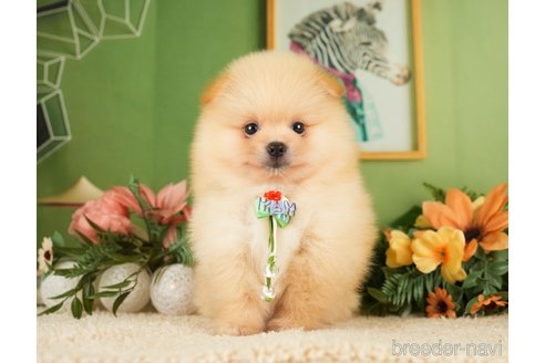 成約済の神奈川県のポメラニアン-276250の21枚目