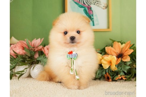 成約済の神奈川県のポメラニアン-276250の19枚目