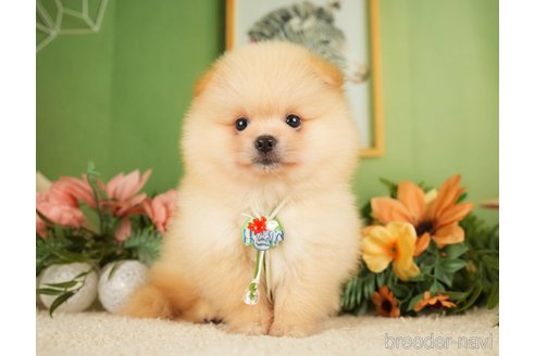 成約済の神奈川県のポメラニアン-276250の20枚目