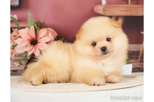 成約済の神奈川県のポメラニアン-276250の18枚目