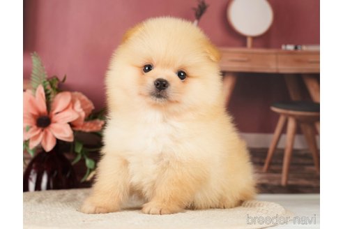 成約済の神奈川県のポメラニアン-276250の16枚目