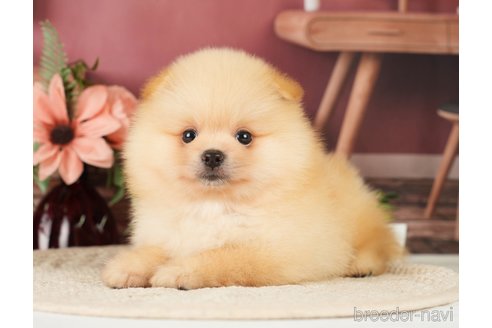 成約済の神奈川県のポメラニアン-276250の15枚目