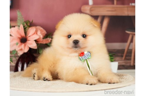 成約済の神奈川県のポメラニアン-276250の14枚目