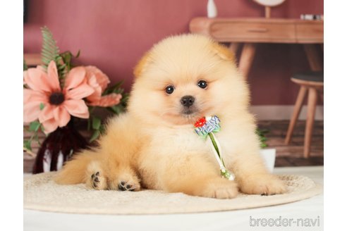 成約済の神奈川県のポメラニアン-276250の5枚目