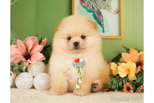 成約済の神奈川県のポメラニアン-276250の13枚目