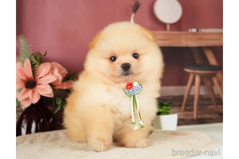 成約済の神奈川県のポメラニアン-276250の12枚目