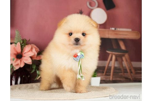 成約済の神奈川県のポメラニアン-276250の10枚目