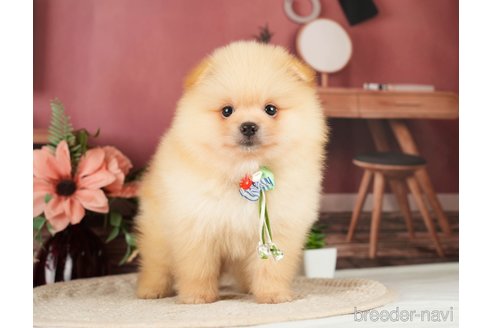 成約済の神奈川県のポメラニアン-276250の9枚目