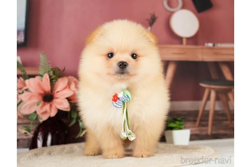 成約済の神奈川県のポメラニアン-276250の7枚目