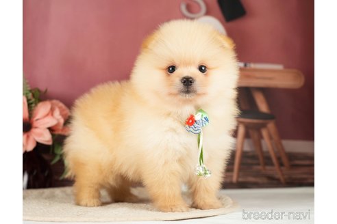 成約済の神奈川県のポメラニアン-276250の6枚目