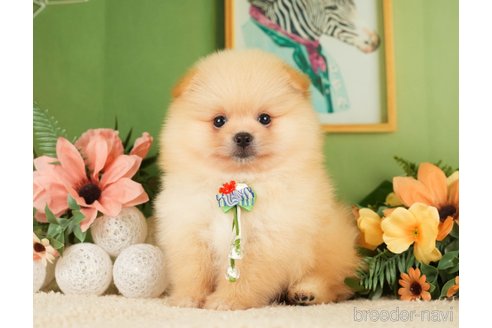 成約済の神奈川県のポメラニアン-276250