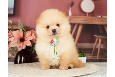 成約済の神奈川県のポメラニアン-276250の4枚目