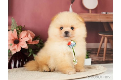 成約済の神奈川県のポメラニアン-276250の3枚目