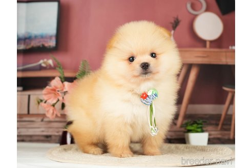 成約済の神奈川県のポメラニアン-276250の2枚目