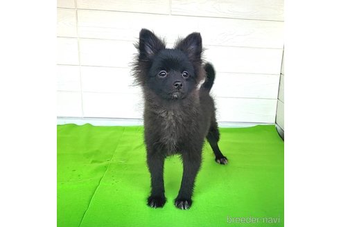 成約済の茨城県のポメラニアン-257210の24枚目