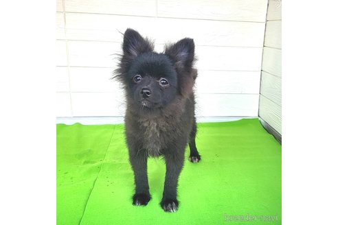 成約済の茨城県のポメラニアン-257210の21枚目
