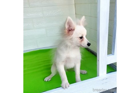 成約済の茨城県のポメラニアン-257211の28枚目
