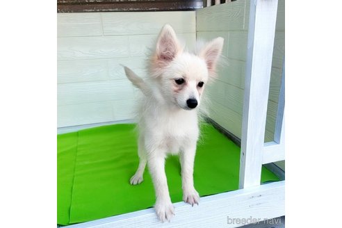 成約済の茨城県のポメラニアン-257211の26枚目