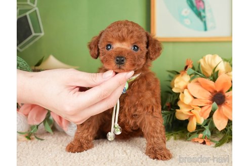 子犬