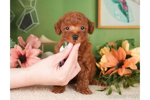 成約済の神奈川県のトイプードル-276260の9枚目