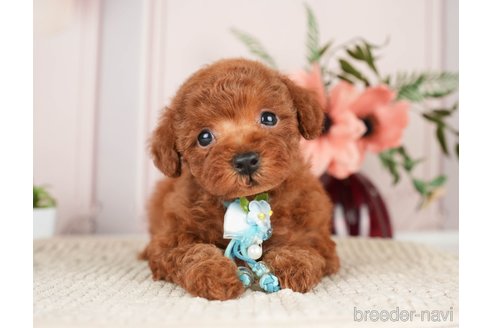 成約済の神奈川県のトイプードル-276260の10枚目