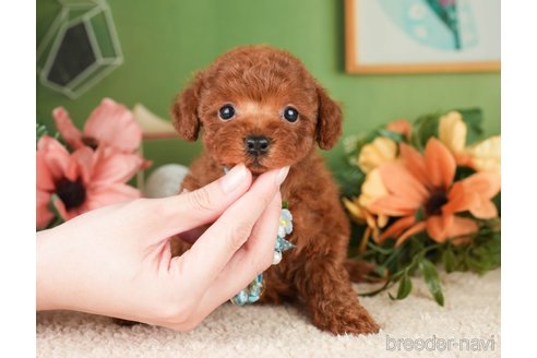 成約済の神奈川県のトイプードル-276260の11枚目