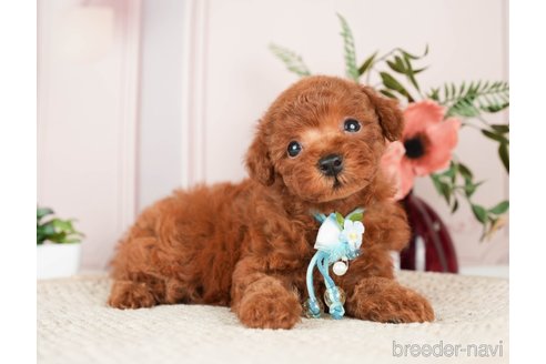 成約済の神奈川県のトイプードル-276260の12枚目