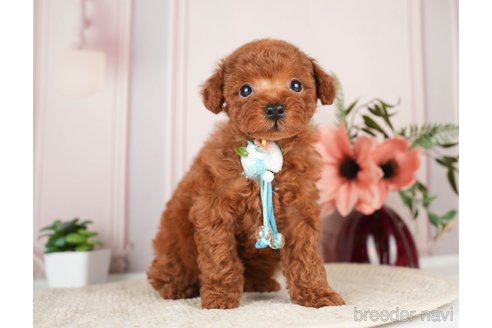 成約済の神奈川県のトイプードル-276260の13枚目