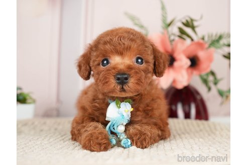 成約済の神奈川県のトイプードル-276260の14枚目