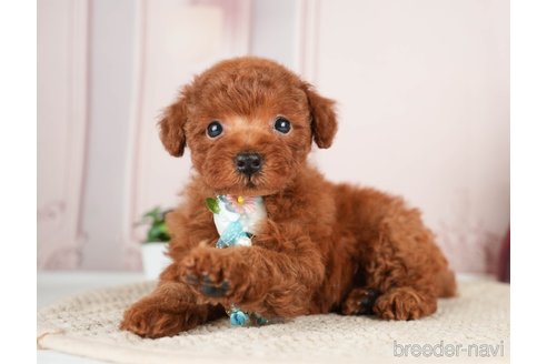 成約済の神奈川県のトイプードル-276260の4枚目