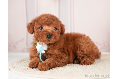 成約済の神奈川県のトイプードル-276260の5枚目