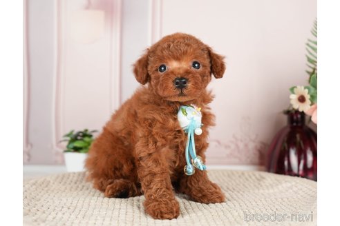 成約済の神奈川県のトイプードル-276260の6枚目