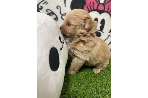 成約済の群馬県のマルプー:マルチーズ×トイプードル-276263の6枚目