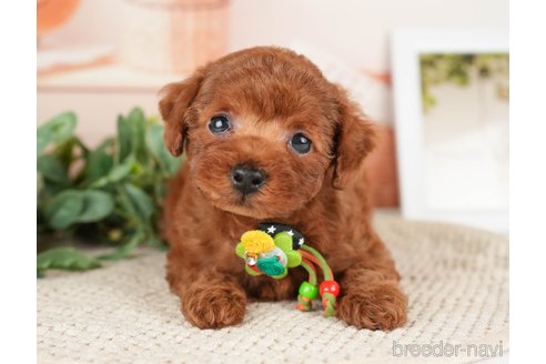 成約済の神奈川県のトイプードル-276262の17枚目