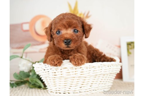 成約済の神奈川県のトイプードル-276262の16枚目