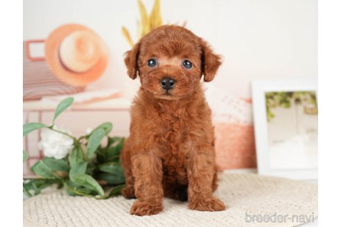 成約済の神奈川県のトイプードル-276262の15枚目