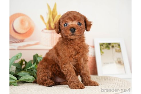 成約済の神奈川県のトイプードル-276262の14枚目