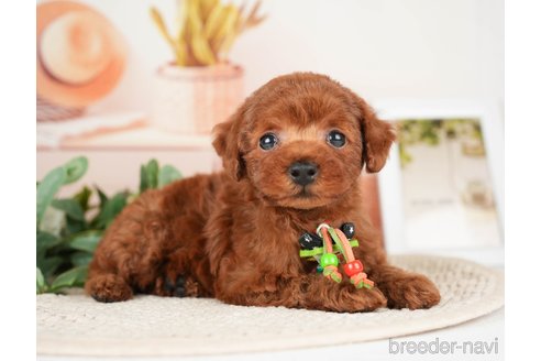 成約済の神奈川県のトイプードル-276262の13枚目