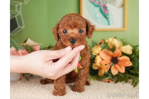 成約済の神奈川県のトイプードル-276262の7枚目