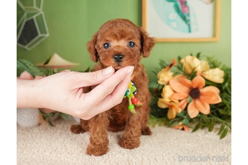 成約済の神奈川県のトイプードル-276262の1枚目