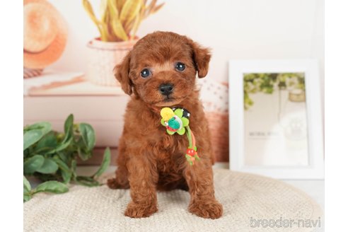 成約済の神奈川県のトイプードル-276262の8枚目