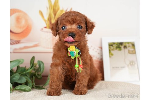 成約済の神奈川県のトイプードル-276262の9枚目