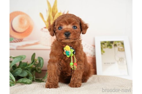 成約済の神奈川県のトイプードル-276262の10枚目