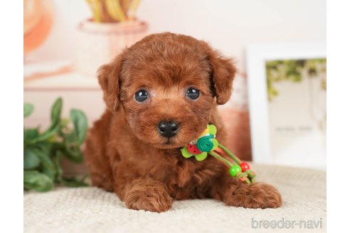 成約済の神奈川県のトイプードル-276262の11枚目